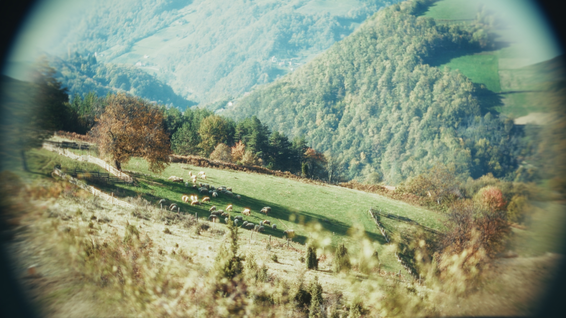 Kadar sa terena — tegla meda, bokeh
