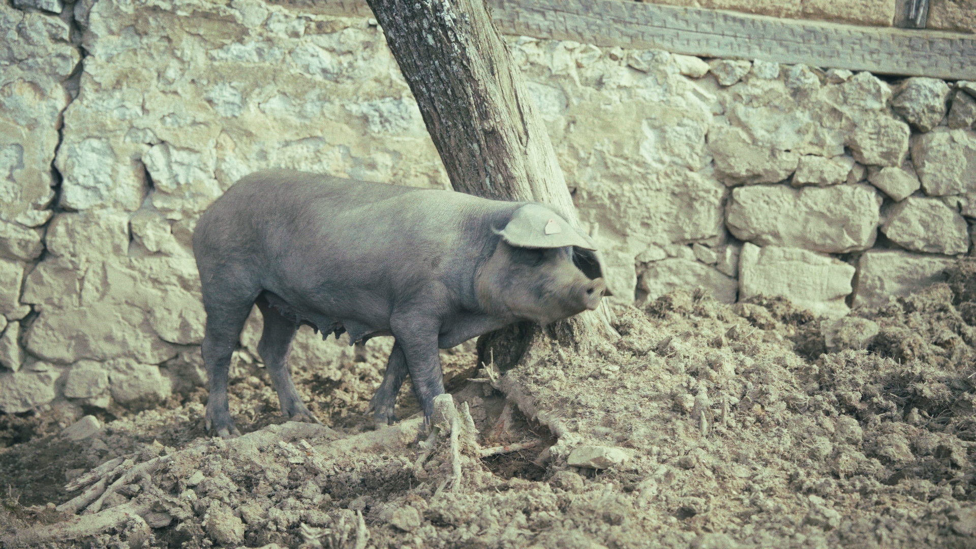 Kadar sa terena — svinja kraj zida